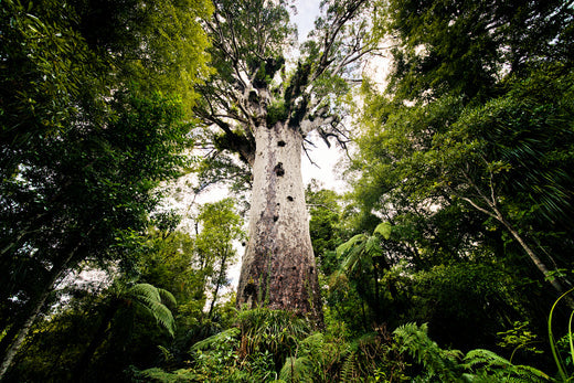 Trees of New Zealand