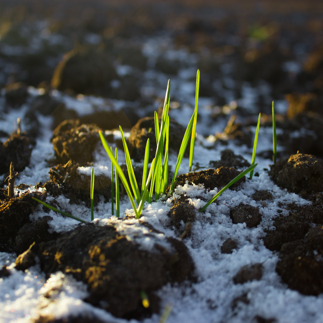 Winter: Zones, Climate, Soil