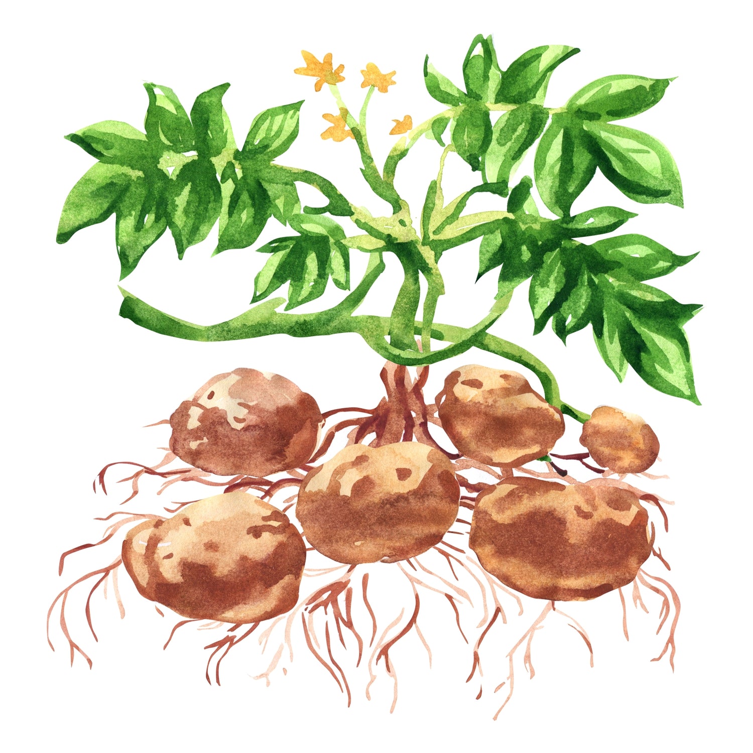 A Guide to Growing Potatoes