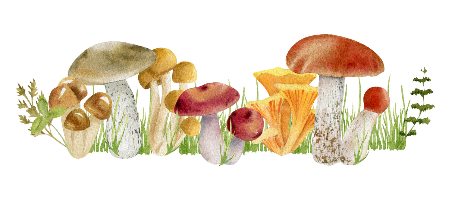 5 Easy-to-Identify Mushrooms