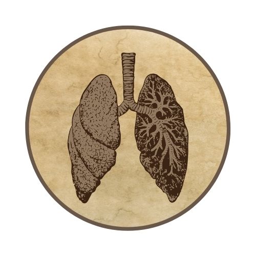 Vintage illustration of the lungs. Left lung shows the frontal view. Right lung shows a cross section view.