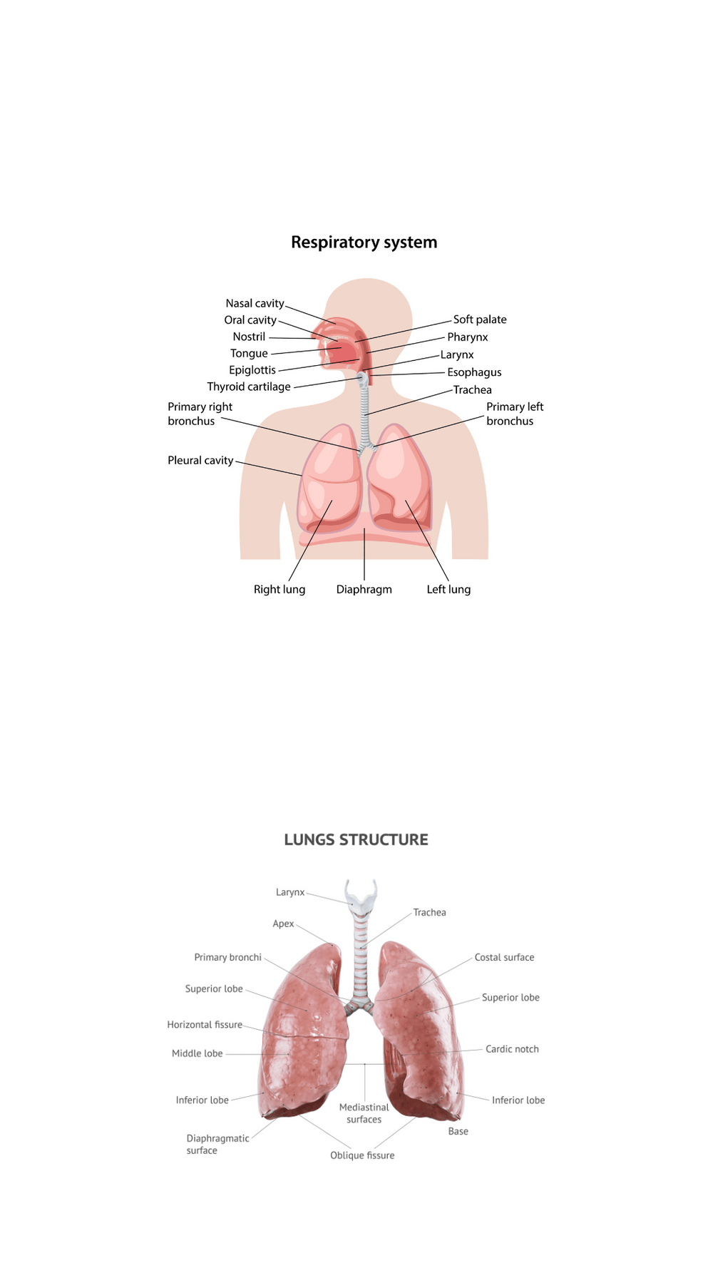 The Respiratory System
