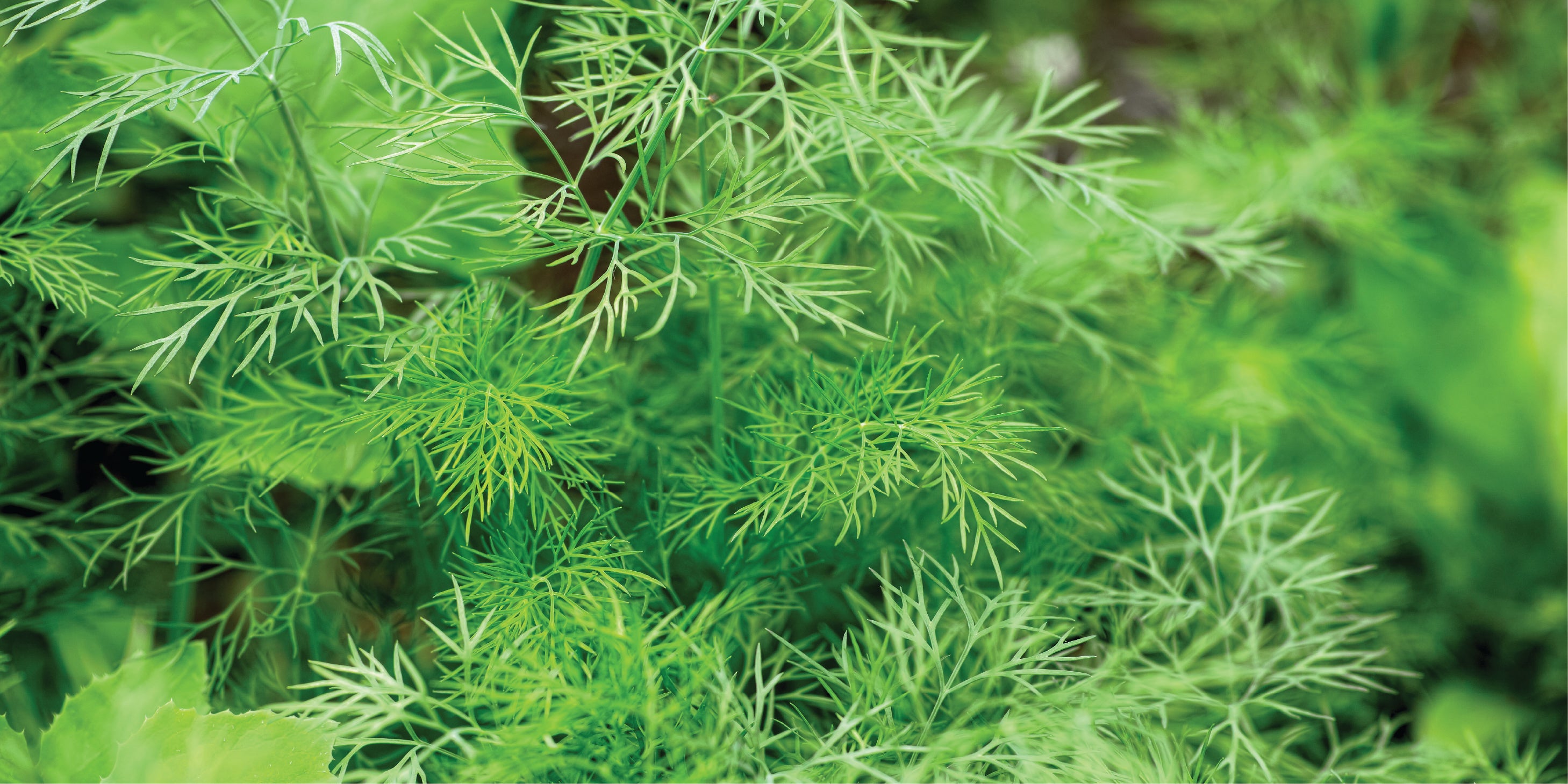 A horizontal rectangular close-up photograph of lush, green feathery foliage (dill).
