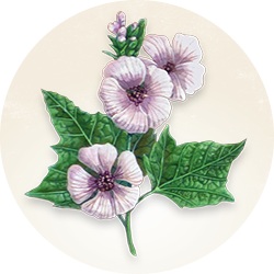 Botanical illustration of marshmallow