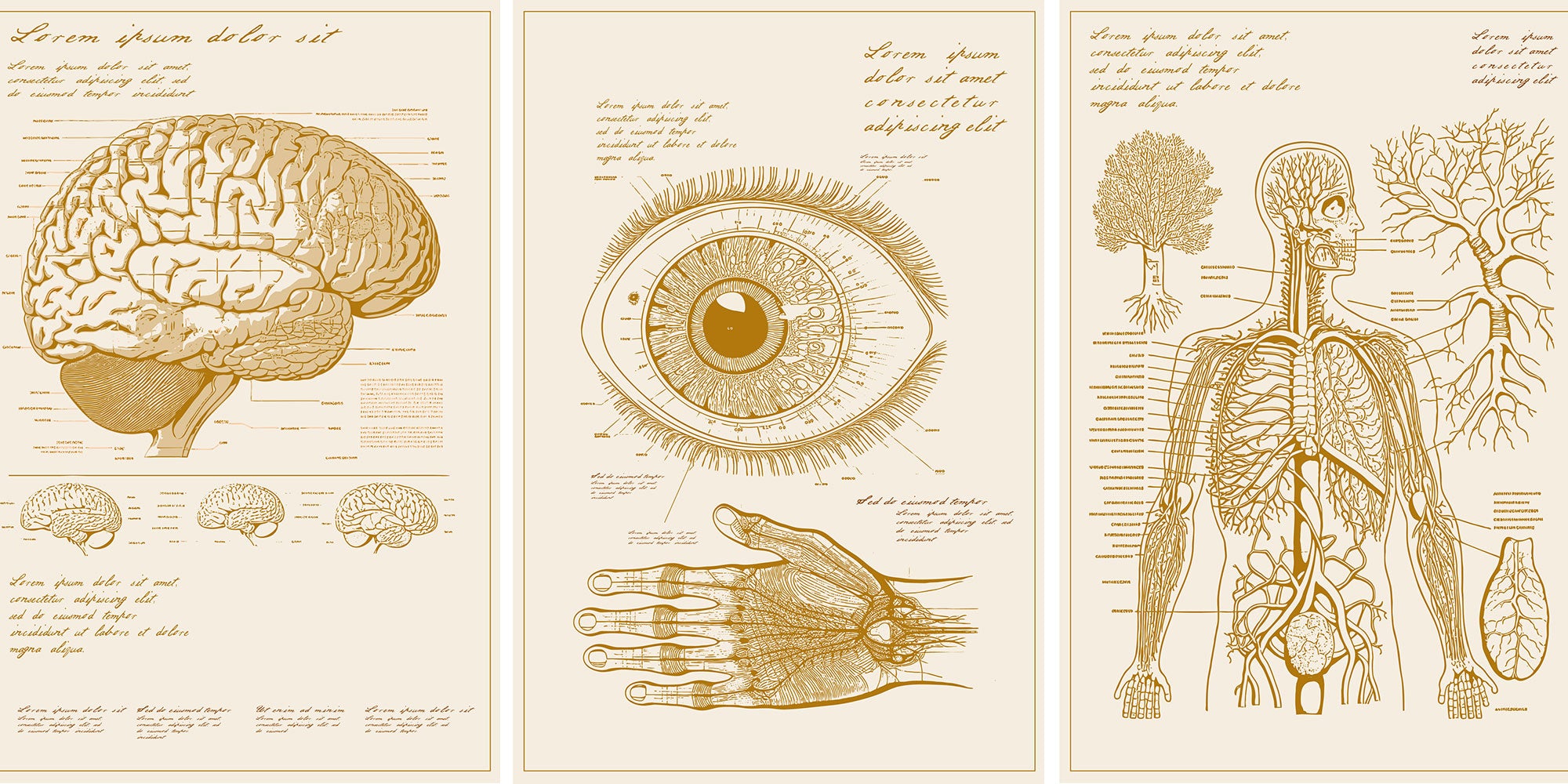 Three detailed anatomical illustrations of the brain, eye, and human body, highlighting the nervous and circulatory systems.