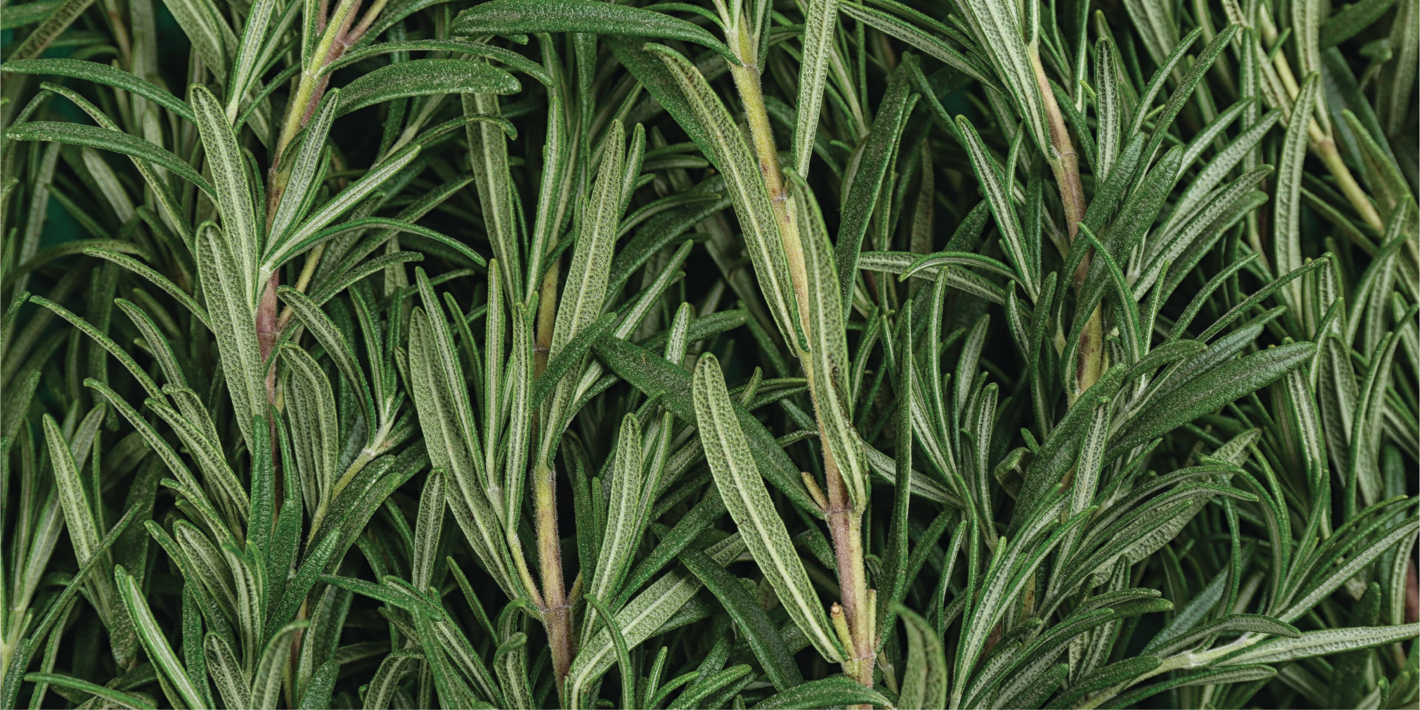 A horizontal rectangular close-up photograph of fresh Rosemary sprigs, highlighting the needle-like green leaves.