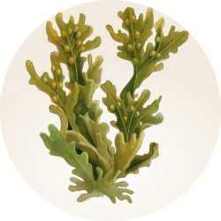 Botanical illustration of Bladderwrack