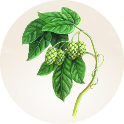 Botanical illustration of a Hops plant 