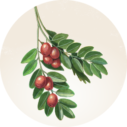 Botanical illustration of Jujube